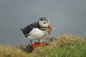 Atlantic Puffin (Fratercula arctica) adult, breeding plumage, collecting nesting material during rainfall, Latrabjarg