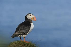 Atlantic Puffin (Fratercula arctica) adult, breeding plumage, standing on clifftop, Latrabjarg, Iceland, July