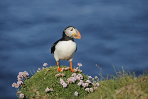 Atlantic Puffin (Fratercula arctica) adult, breeding plumage, standing on clifftop, Latrabjarg, Iceland, July