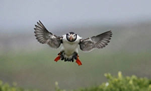 Seabird Prints: Atlantic Puffin (Fratercula arctica) adult