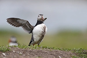 Atlantic Puffin (Fratercula arctica) adult, breeding plumage, with muddy breast feathers, stretching wings