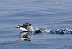 Atlantic Puffin (Fratercula arctica) adult, taking off from sea, Farne Islands, Northumberland, England, summer