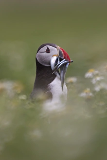 Atlantic Puffin (Fratercula arctica) adult, with sandeels in beak, Shetland Islands, Scotland, july