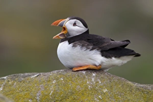 Atlantic Puffin (Fratercula arctica) adult, with beak open, sitting on rock, Inner Farne, Farne Islands, Northumberland, England, june