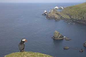 Atlantic Puffin (Fratercula arctica) adult, standing on clifftop in coastal habitat, Hermaness N. N. R. Unst, Shetland Islands, Scotland