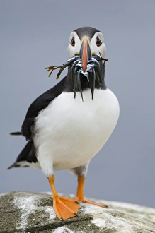 Atlantic Puffin (Fratercula arctica) adult, with sandeels and seaweed in beak, standing on rock, Inner Farne