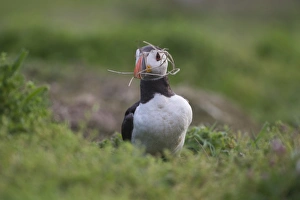 Atlantic Puffin (Fratercula arctica) adult, with nesting material in beak, Skomer Island, Pembrokeshire, Wales, july