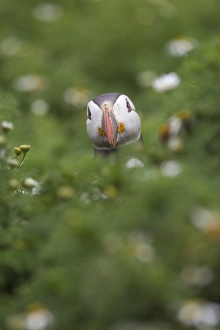 Atlantic Puffin (Fratercula arctica) adult, looking over vegetation, Shetland Islands, Scotland, july