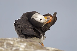 Atlantic Puffin (Fratercula arctica) adult, preening wing feathers, standing on rock, Inner Farne, Farne Islands, Northumberland, England, june