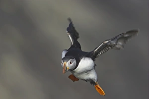 Atlantic Puffin (Fratercula arctica) adult, in flight, landing on clifftop, Hermaness N. N. R. Unst, Shetland Islands, Scotland