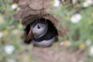 Atlantic Puffin (Fratercula arctica) adult, at entrance to nesting burrow, Shetland Islands, Scotland, july