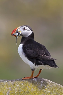 Atlantic Puffin (Fratercula arctica) adult, with sandeels in beak, standing on rock, Inner Farne, Farne Islands, Northumberland, England, june