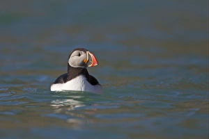 Atlantic Puffin (Fratercula arctica) adult, summer plumage, swimming at sea, Spitzbergen, Svalbard, july