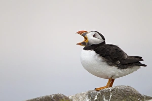 Atlantic Puffin (Fratercula arctica) adult, with beak open, standing on rock, Inner Farne, Farne Islands, Northumberland, England, june
