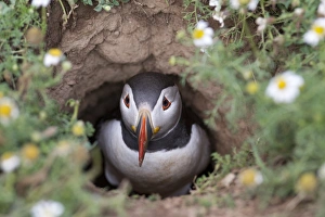 Atlantic Puffin (Fratercula arctica) adult, at entrance to nesting burrow, Shetland Islands, Scotland, july