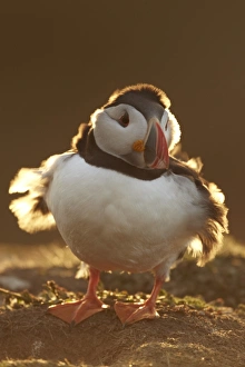 Atlantic Puffin (Fratercula arctica) adult, backlit with wind blowing through feathers, Skomer Island, Pembrokeshire