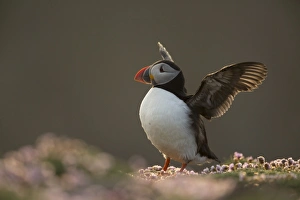 Atlantic Puffin (Fratercula arctica) adult, breeding plumage, flapping wings on clifftop, Fair Isle, Shetland Islands