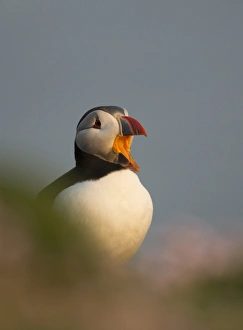 Atlantic Puffin (Fratercula arctica) adult, breeding plumage, yawning on clifftop in evening sunlight, Fair Isle