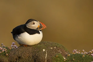 Atlantic Puffin (Fratercula arctica) adult, breeding plumage, sitting on clifftop in evening sunlight, Fair Isle