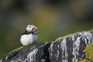 Atlantic Puffin (Fratercula arctica) adult, breeding plumage, with sand-eels in beak, sitting on rocky outcrop