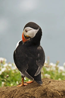Atlantic Puffin (Fratercula arctica) adult, breeding plumage, preening, standing on heap of spoil excavated