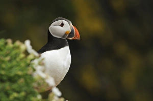 Atlantic Puffin (Fratercula arctica) adult, breeding plumage, standing on cliff edge