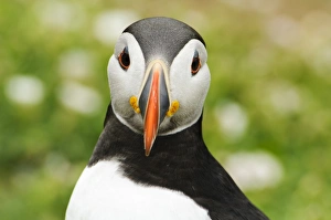Atlantic Puffin (Fratercula arctica) adult, breeding plumage, close-up of head, Skomer Island, Pembrokeshire, Wales