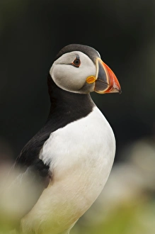 Atlantic Puffin (Fratercula arctica) adult, breeding plumage, close-up of head and breast