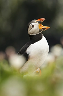 Atlantic Puffin (Fratercula arctica) adult, breeding plumage, calling, partially obscured by Sea Campion