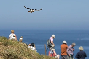 Atlantic Puffin (Fratercula arctica) adult, breeding plumage, in flight, returning to nest burrow