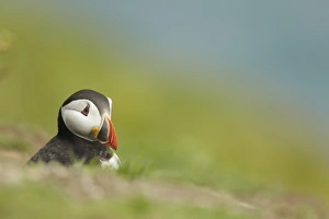 Atlantic Puffin (Fratercula arctica) adult, breeding plumage, emerging from burrow on clifftop, Pembrokeshire, Wales
