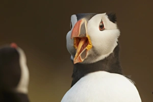 Atlantic Puffin (Fratercula arctica) adult, breeding plumage, close-up of head
