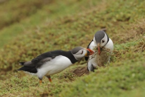 Seabird Prints: Atlantic Puffin (Fratercula arctica) adult pair