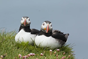 Atlantic Puffin (Fratercula arctica) adult pair, breeding plumage, sitting on clifftop edge, Latrabjarg, Iceland, June
