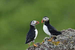 Atlantic Puffin (Fratercula arctica) two adults, breeding plumage, standing on rock, Skokholm Island, Pembrokeshire