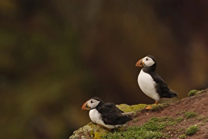 Atlantic Puffin (Fratercula arctica) two adults, breeding plumage, sitting and standing on clifftop, Skokholm Island