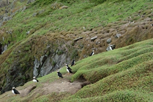 Atlantic Puffin (Fratercula arctica) adults, breeding plumage, colony standing on clifftop habitat, Skokholm Island