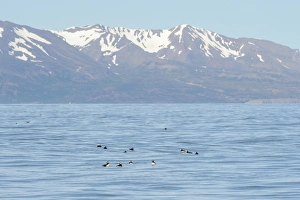 Atlantic Puffin (Fratercula arctica) adults, breeding plumage, flock swimming at sea, Skjalfandi Bay, Iceland, July