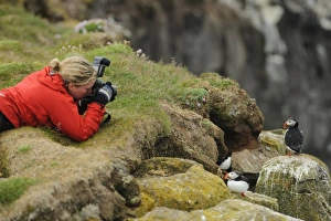 Atlantic Puffin (Fratercula arctica) two adults, breeding plumage, standing on clifftop with photographer, Latrabjarg