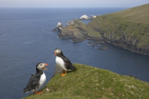 Atlantic Puffin (Fratercula arctica) two adults, calling, standing on clifftop in coastal habitat, Hermaness N. N. R. Unst, Shetland Islands, Scotland