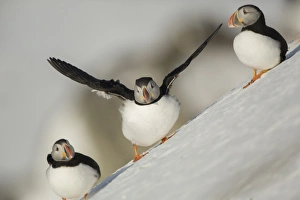 Atlantic Puffin (Fratercula arctica) three adults, breeding plumage, standing on snow covered slope, Hornoi Island