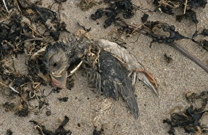 Auks Prints: Atlantic Puffin (Fratercula arctica) dead adult