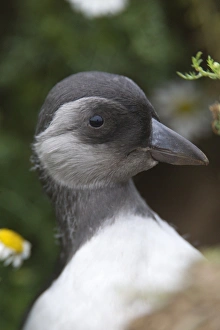 Pembrokeshire Prints: Atlantic Puffin (Fratercula arctica) juvenile