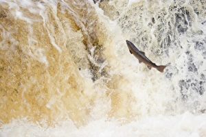 Jump Prints: Atlantic Salmon (Salmo salar) adult