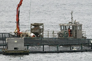 Farmed Prints: Atlantic Salmon (Salmo salar) farm, pens at coast, Shetland Islands, Scotland, april