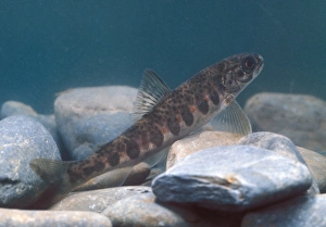 Atlantic Salmon (Salmo salar) - Parr