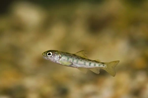 Captive Prints: Atlantic Salmon (Salmo salar) young