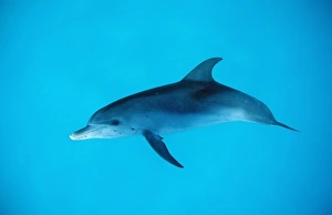 Atlantic spotted dolphin, Stenella frontalis, Atlantic Ocean, FL, Florida, USA