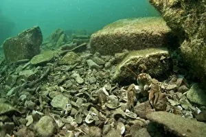 Atlantic Stream Crayfish (Austropotamobius pallipes) adult, emerging from under rock in flooded former granite quarry