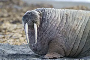 Atlantic Walrus (Odobenus rosmarus rosmarus) adult, close-up of head and front flipper, resting on beach, Poolepynten